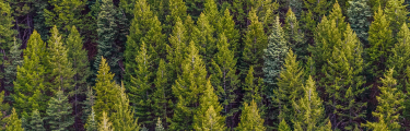 Vue en hauteur des arbres de loin